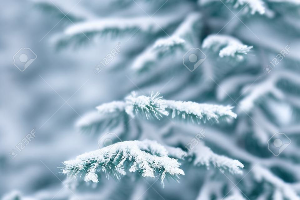 blue fir branches covered with snow after snowfall, closeup photo