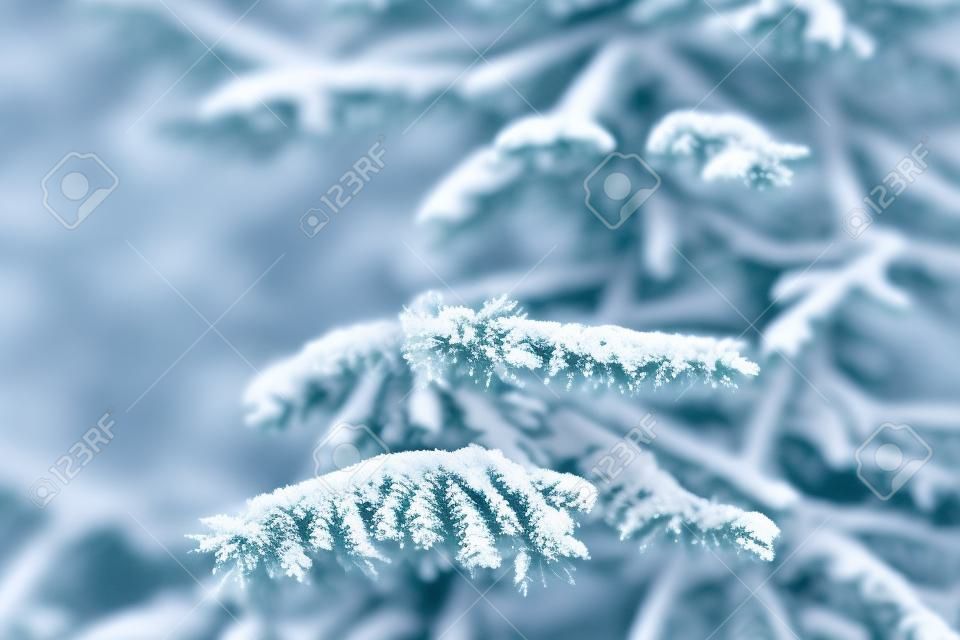 rami blu dell'abete coperti di neve dopo le precipitazioni nevose, foto del primo piano