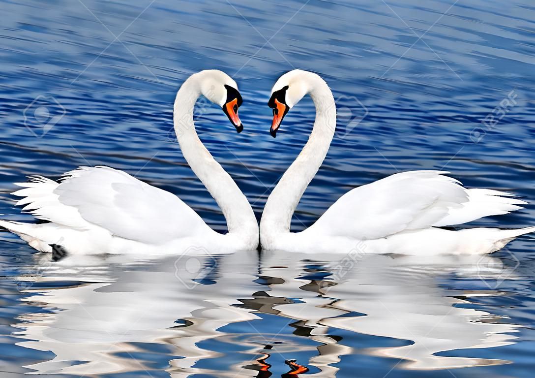 couple of white swans