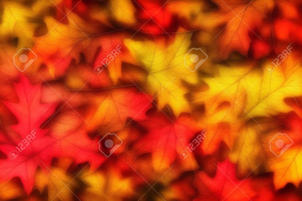 Achtergrond van gekleurde herfst bladeren. Herfst bladeren achtergrond.