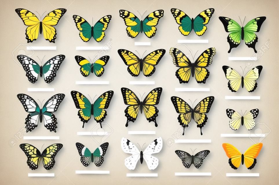 Duży wektor zestaw bardzo szczegółowych realistycznych motyli