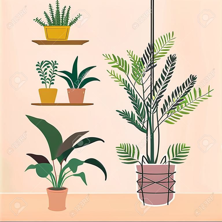houseplants in macrame hanger and shelfs vector illustration design