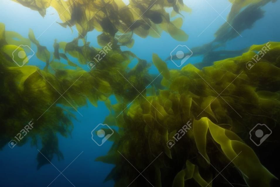 California Kelp Forest
