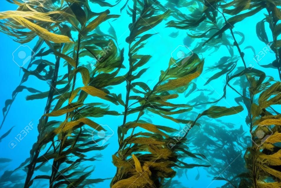 海藻在加州礁