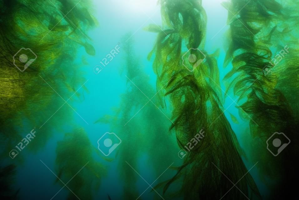 海藻海帶森林水下加州海岸