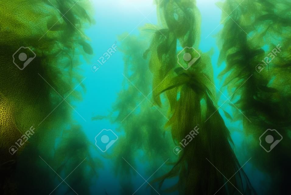 bosque de algas algas bajo el agua costa de California