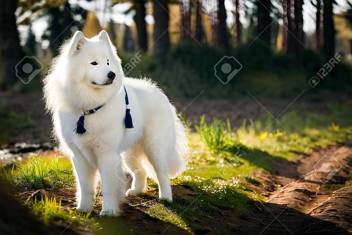 Happy White Samoyed Dog Outdoor in Forest, Park