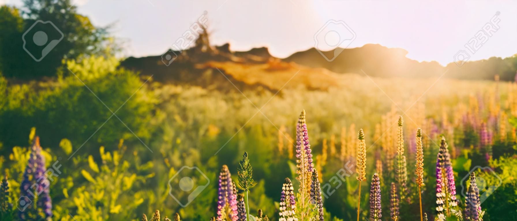 Panoramic View Of Bloomy Glade Of Wild Flowers Lupine On Summer