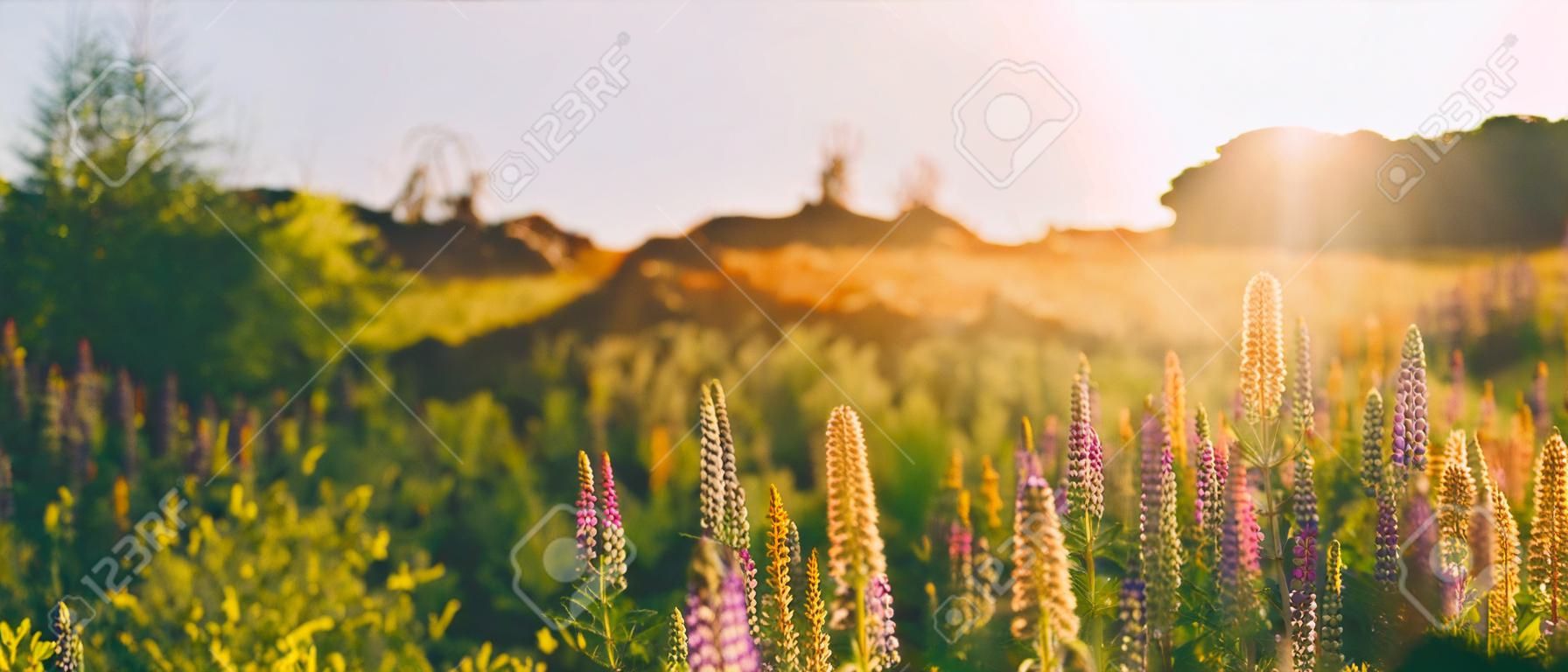 Panoramische Ansicht der blühenden Lichtung der wilden Blumen Lupine am Sommer