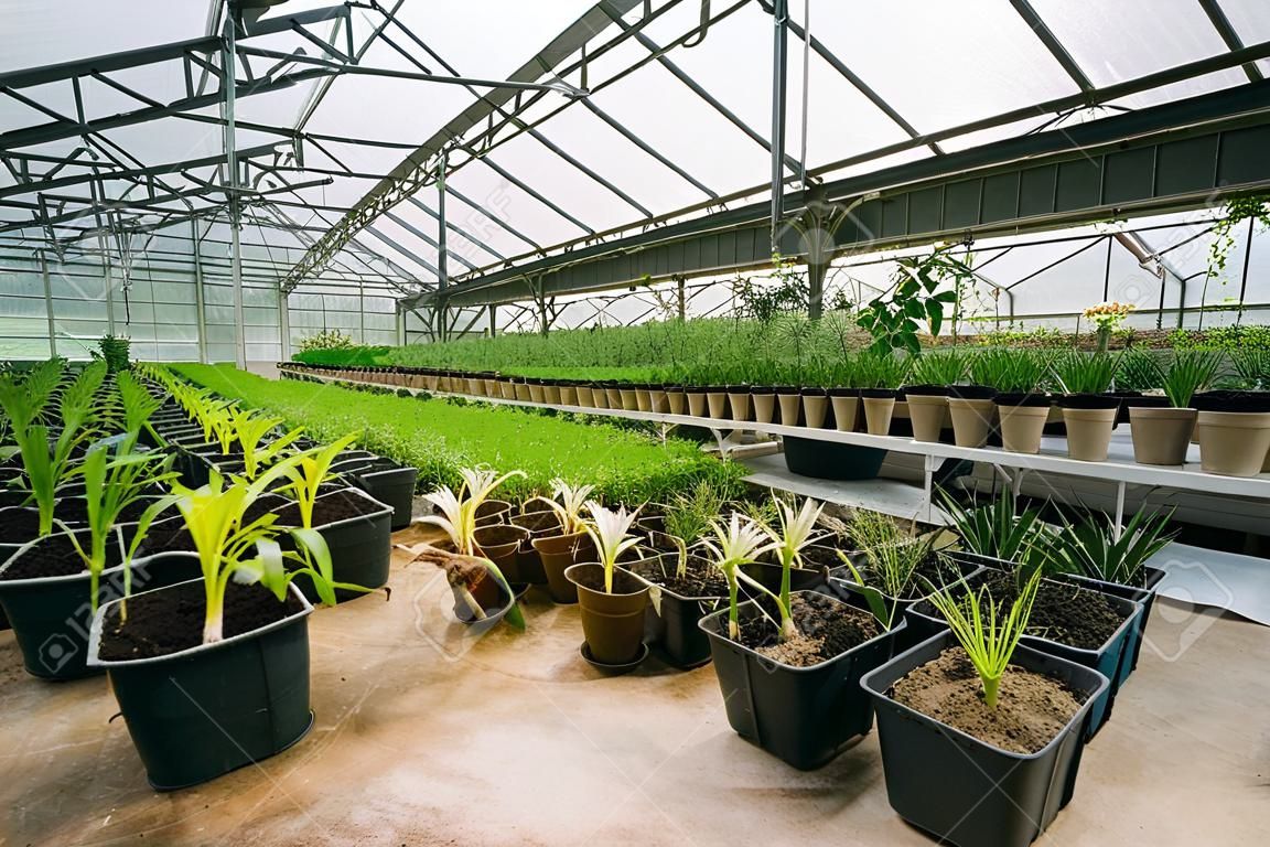 Green Sprouts Of Plants Palms Trees Growing From Soil In Pots In Greenhouse Or Hothouse. Spring,