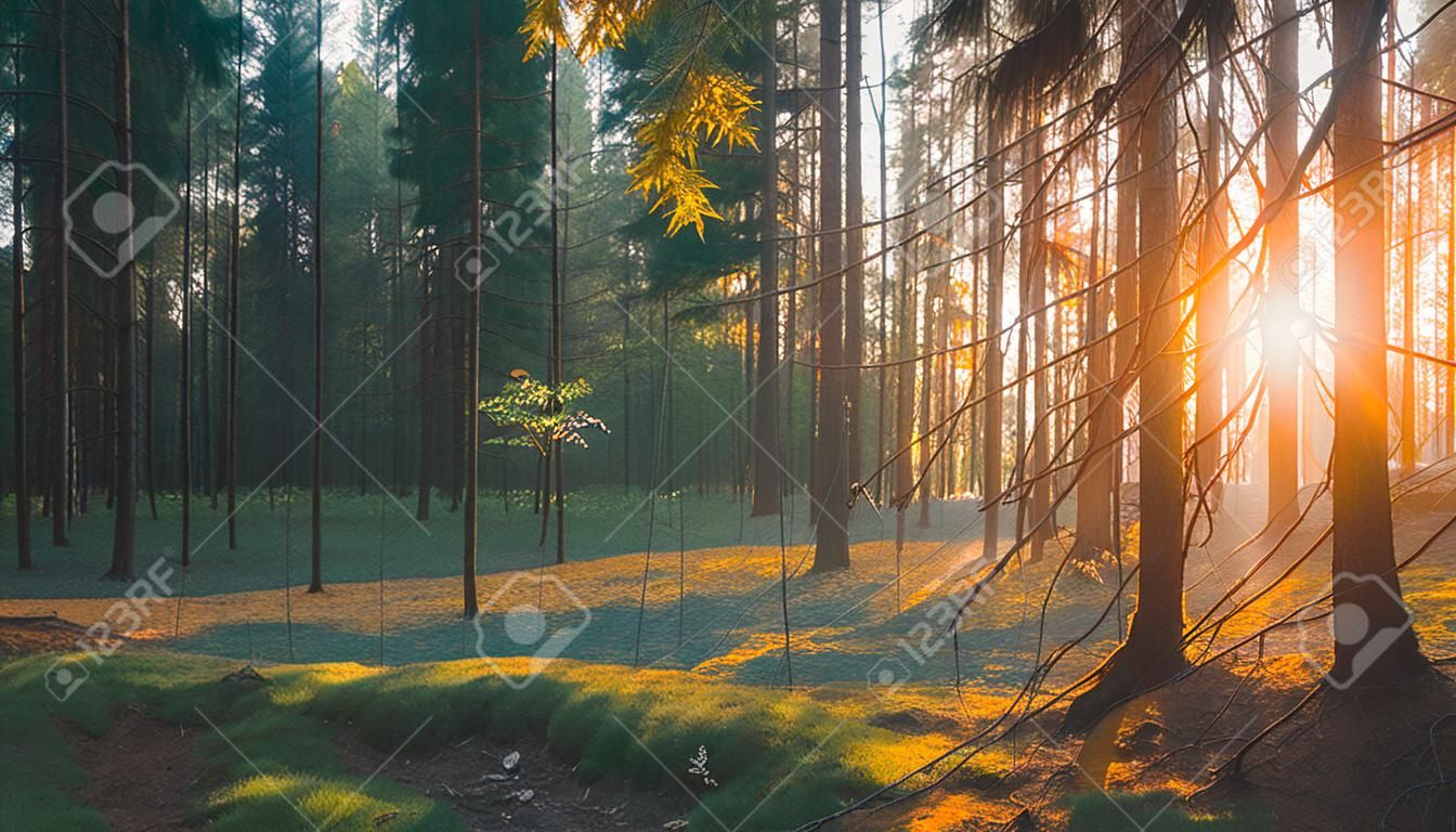 Beautiful Sunset Sunrise Sun Sunshine In Sunny Summer Coniferous Forest. Sunlight Sunbeams Through Woods In Forest Landscape
