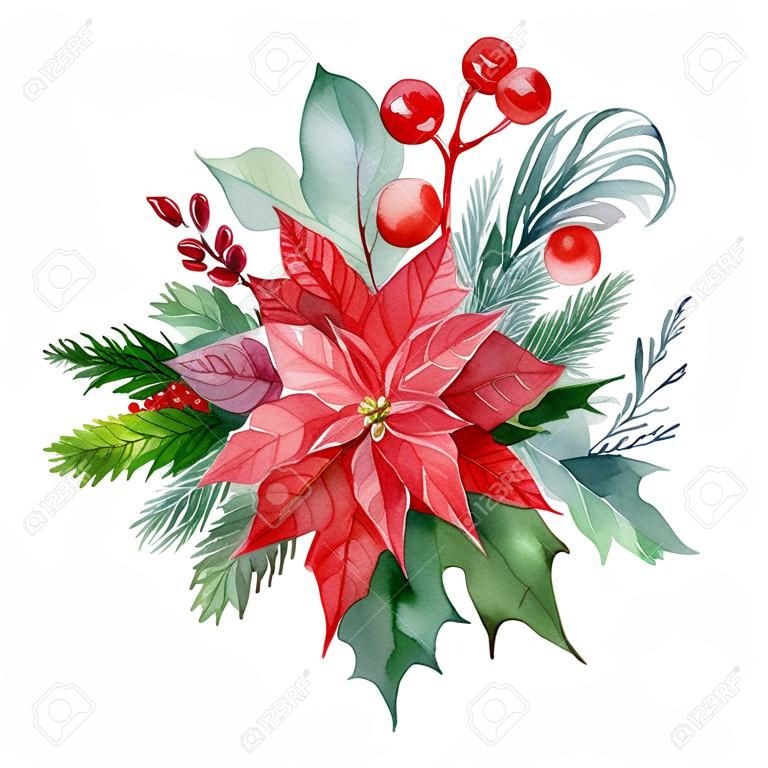 Świąteczna kompozycja kwiatu poinsecji, liści, czerwonych jagód, ostrokrzewu na na białym tle, akwarela rysunek