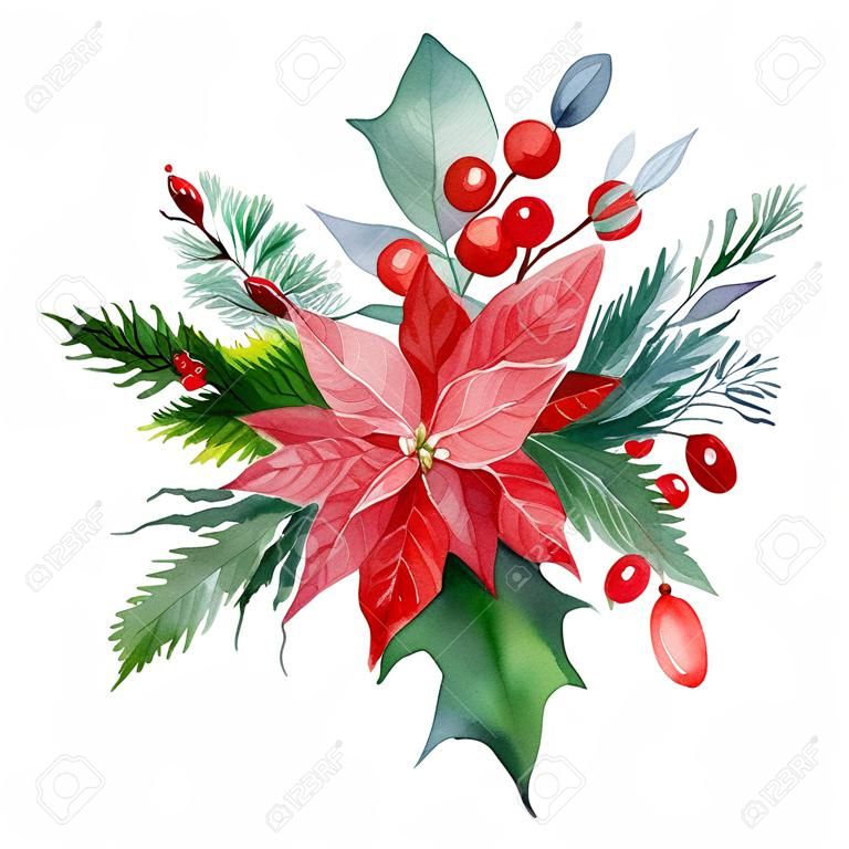 Świąteczna kompozycja kwiatu poinsecji, liści, czerwonych jagód, ostrokrzewu na na białym tle, akwarela rysunek