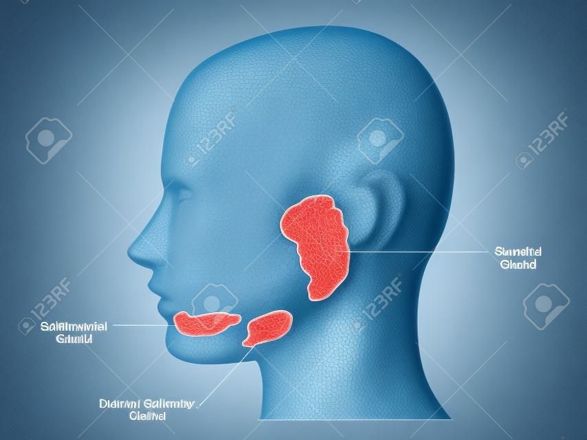 唾液腺 (舌下腺、顎下腺および耳下腺)