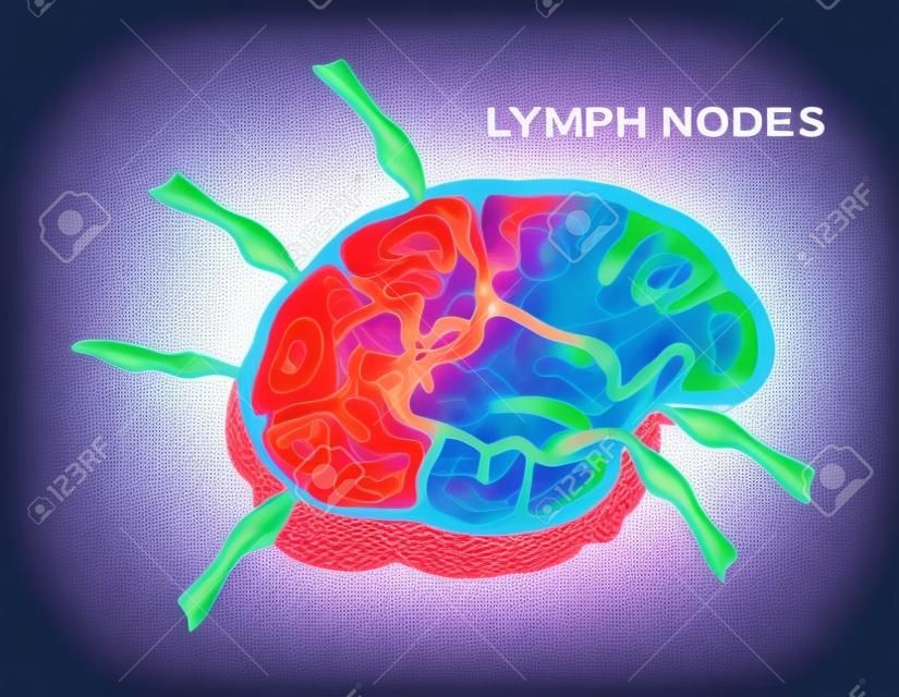 Лимфатический узел, вектор структуры лимфоцитов