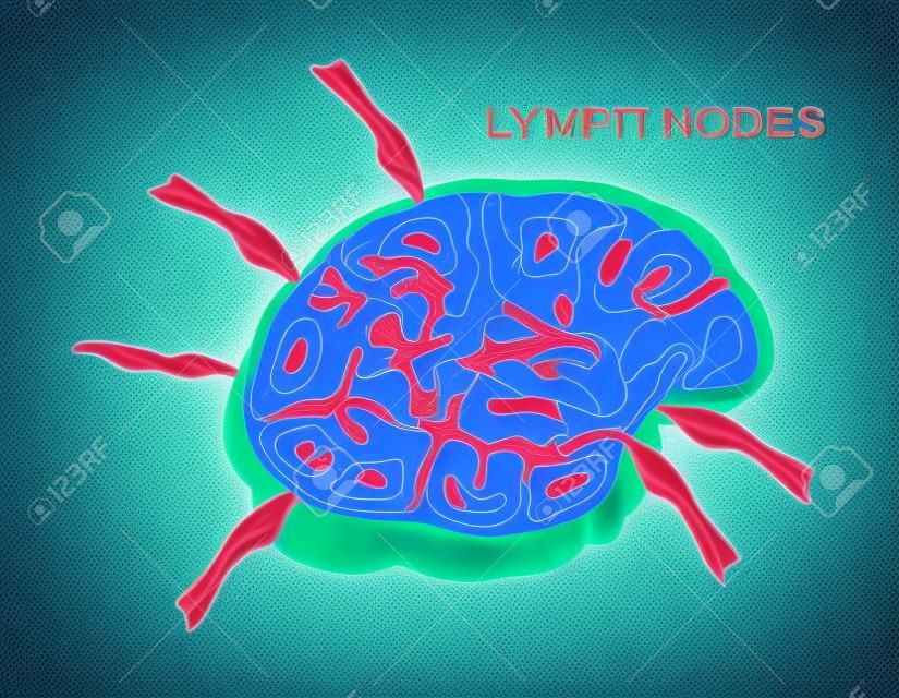 Lymph node , lymphocyte structure vector