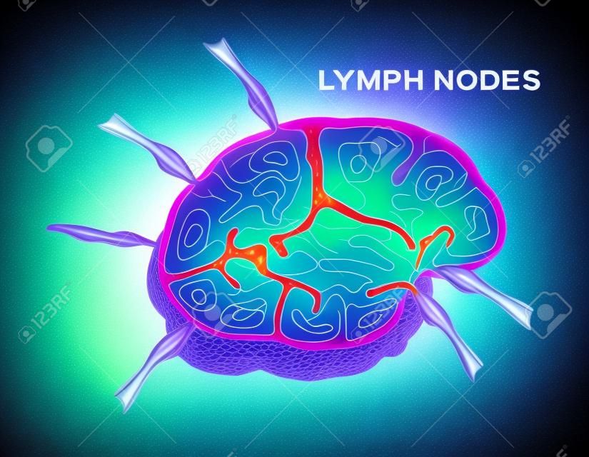 Лимфатический узел, вектор структуры лимфоцитов
