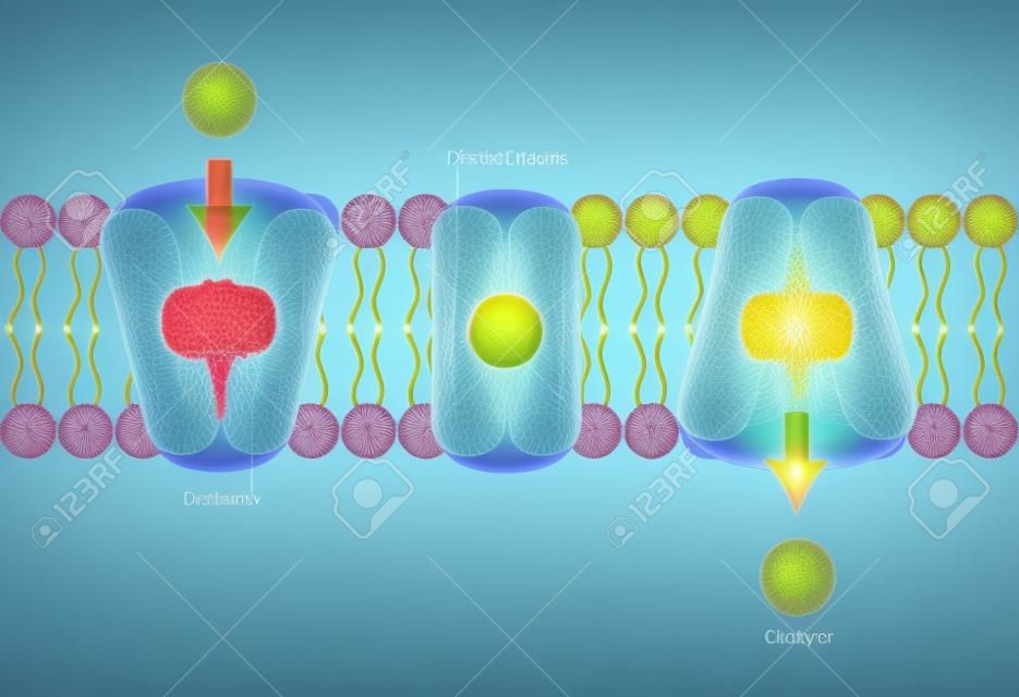 Facilitated diffusion cell anatomy concept illustration.