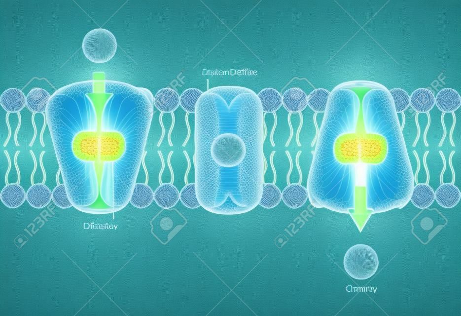 Illustration de concept d'anatomie cellulaire diffusion facilitée.