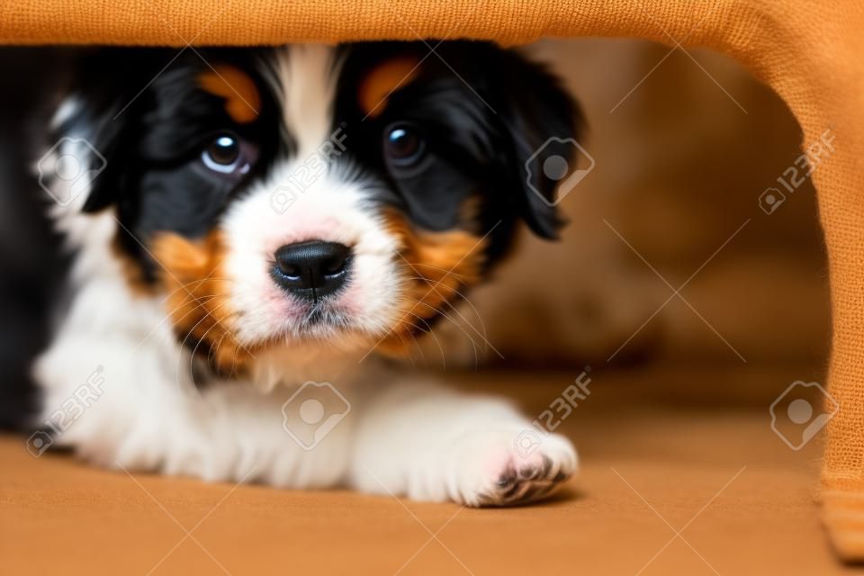 Adorable Puppy Bernese Mountain Dog Hidden Under a Table