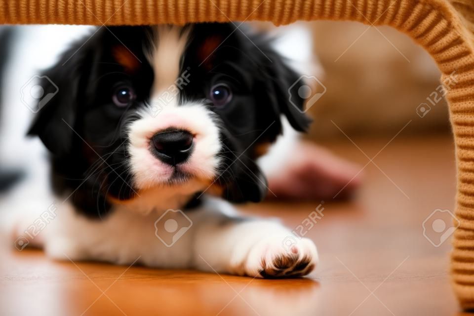 Sevimli Yavru Bernese Dağ Köpeği, bir masanın altında gizli