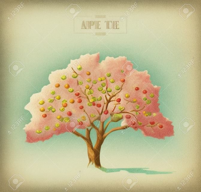 Illustrazione d'epoca ad alto dettaglio di un albero di mele, disegnata a mano, vettoriale