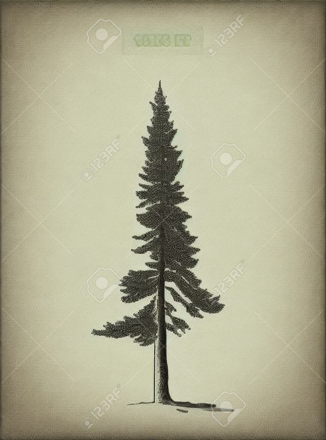 High detail vintage grand fir tree, drawn, vector