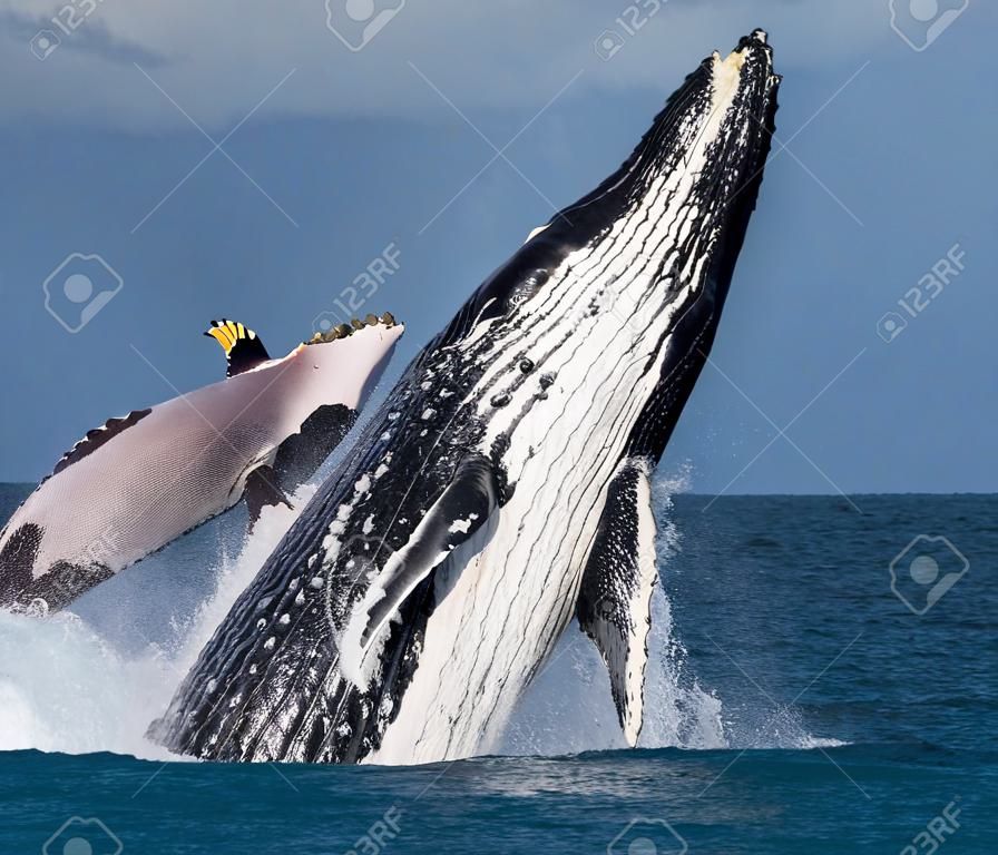 Humpback whale jumps out of the water. Madagascar. St. Mary's Island. An excellent illustration.