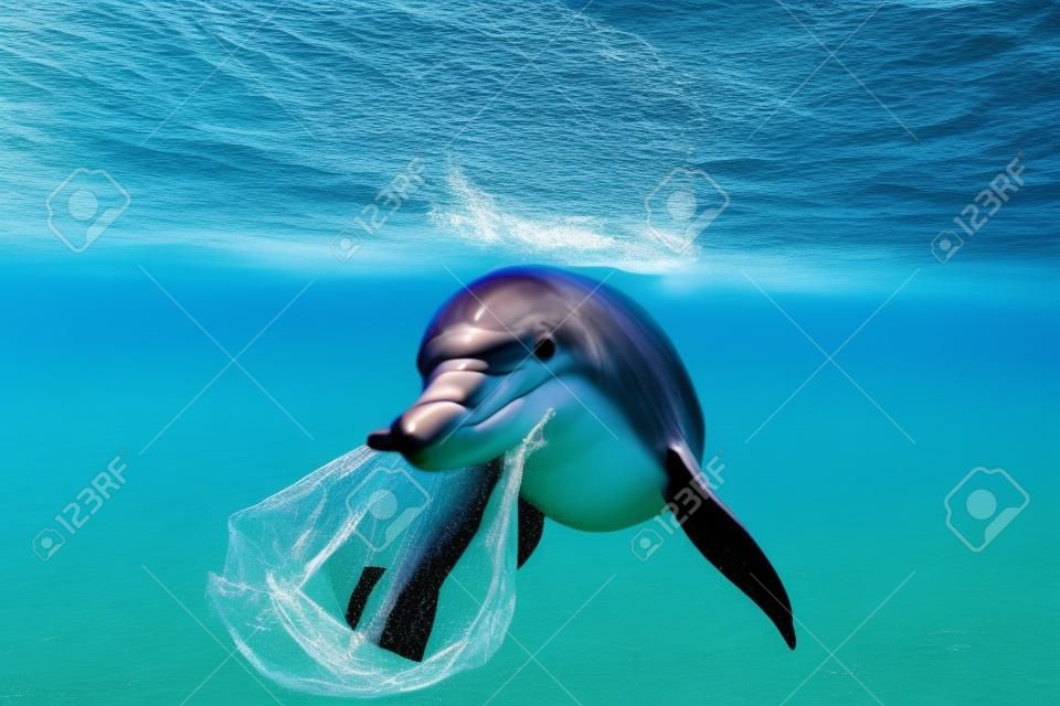Protecting the Ocean. Lets save our oceans. Dolphin with a plastic bag swimming in the ocean