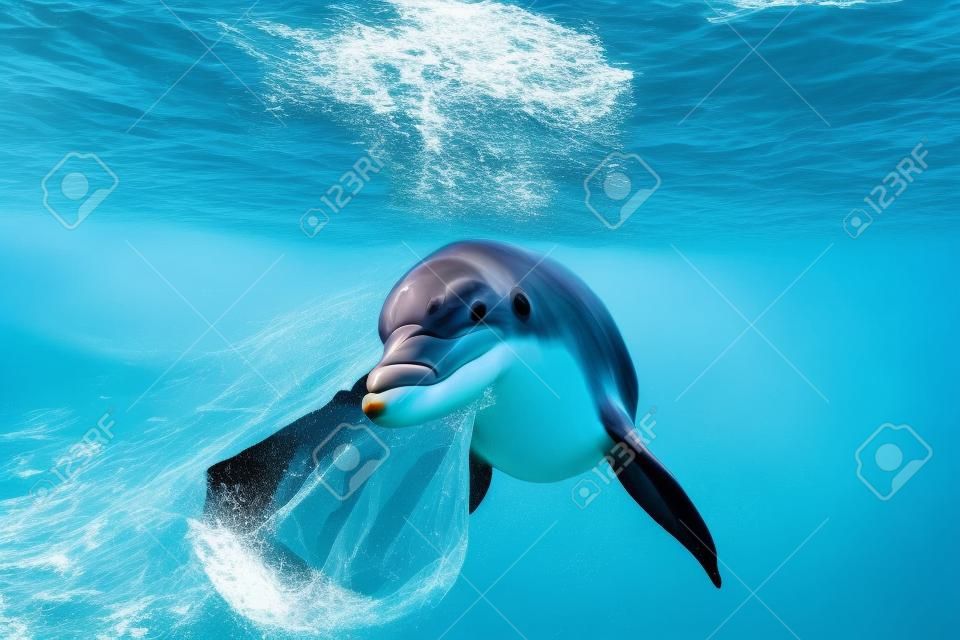 Protecting the Ocean. Lets save our oceans. Dolphin with a plastic bag swimming in the ocean