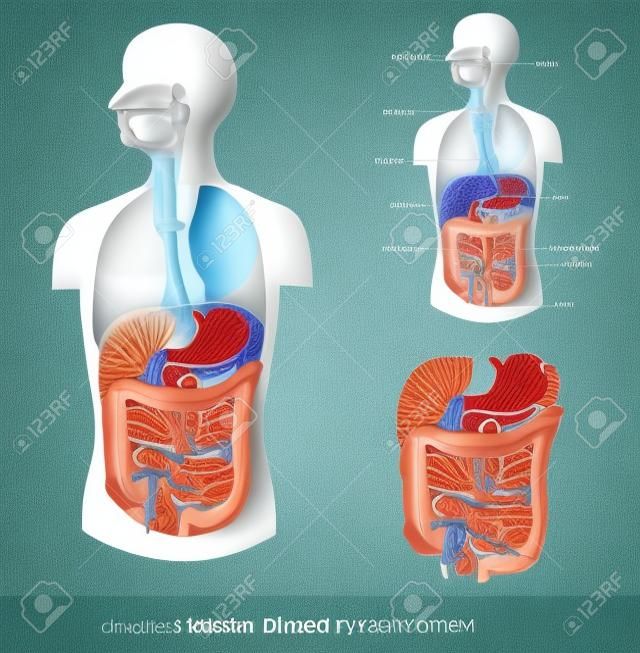Digestive system, detailed medical illustration.