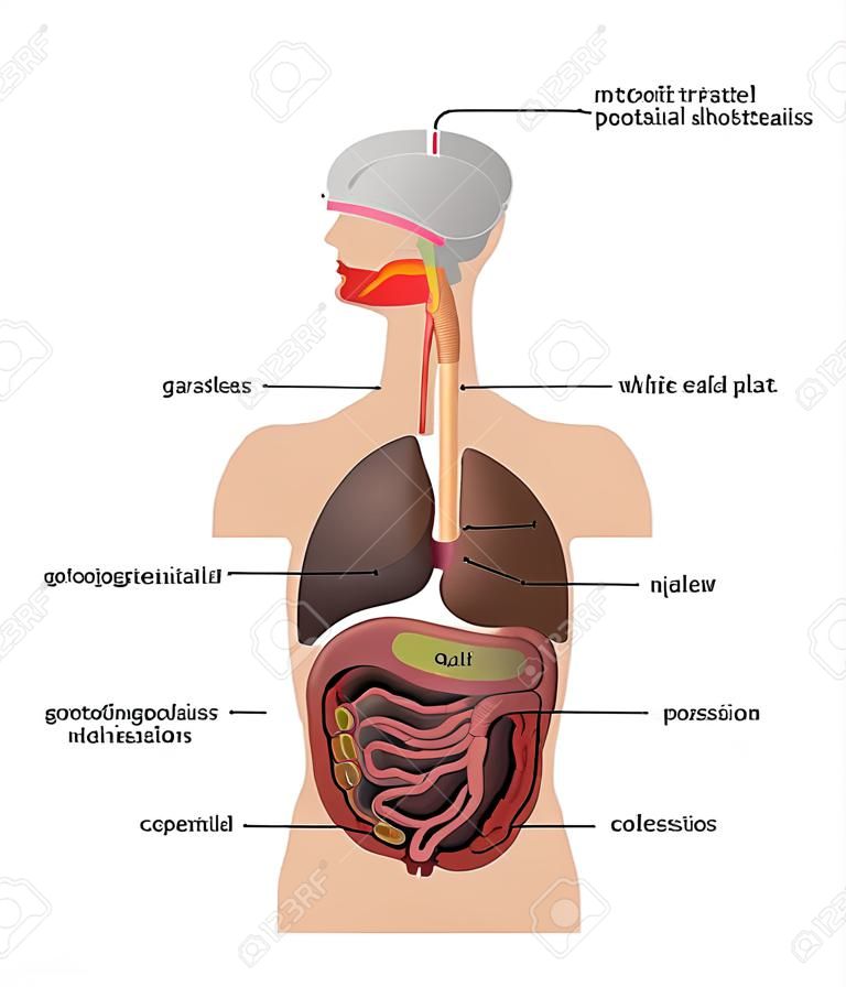 Gastrointestinal tract. White background.