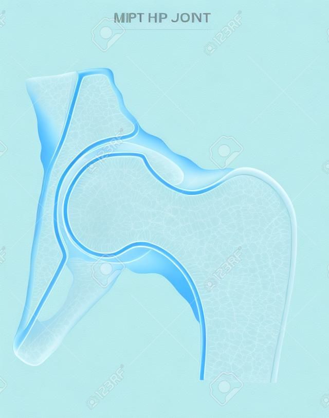 Articolazione dell'anca, illustrazione medica dettagliata isolato su uno sfondo bianco