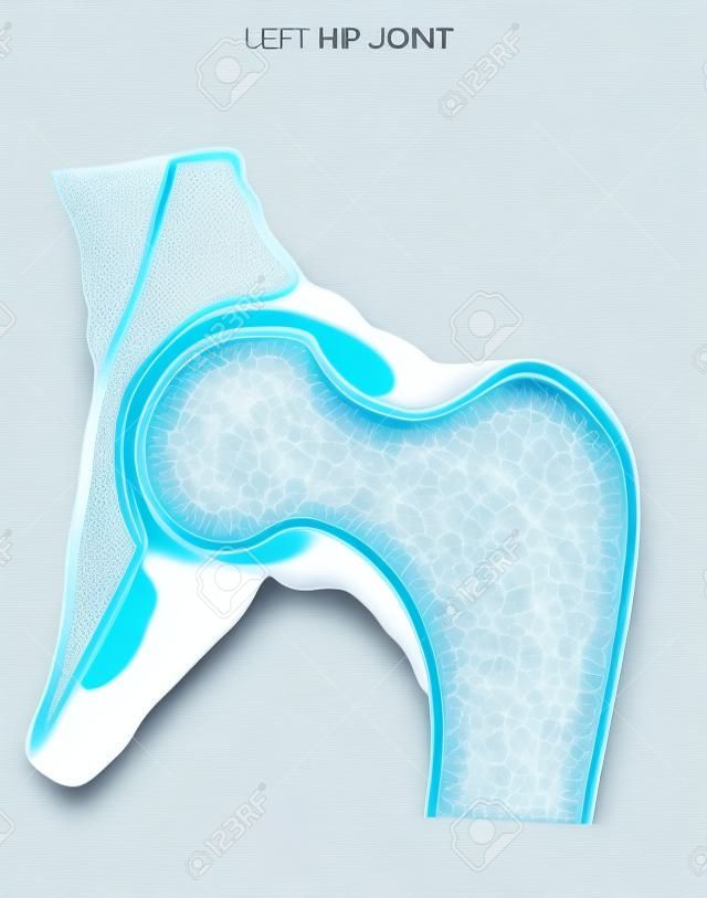 Articolazione dell'anca, illustrazione medica dettagliata isolato su uno sfondo bianco