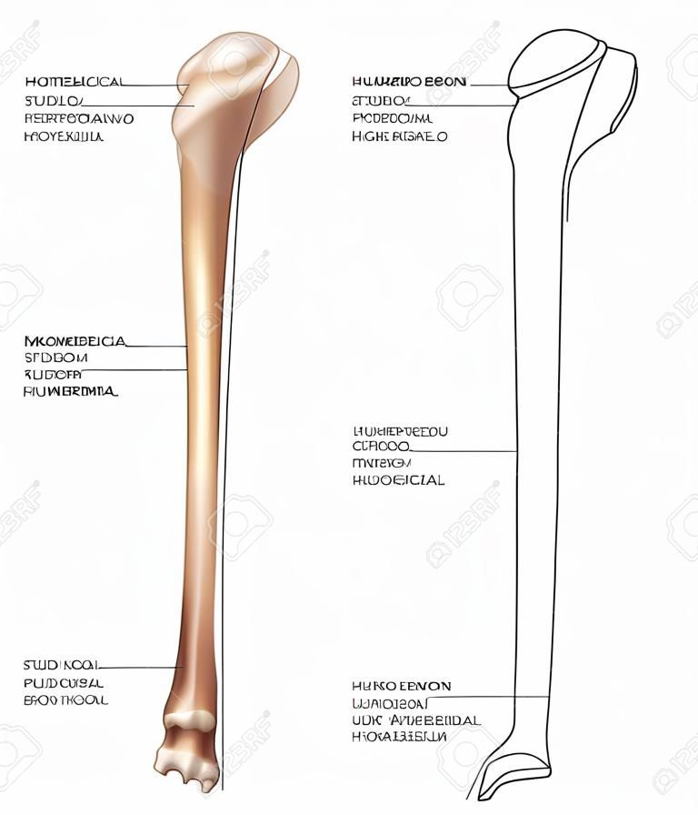 Humerus- upper arm bone   Detailed medical illustration from front and behind  Latin medical terms  Isolated on a white background 