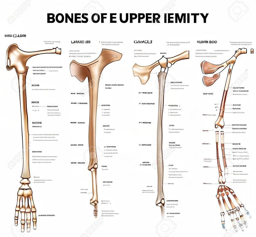 Les os de l'extrémité supérieure de l'os clavicule collier, omoplate omoplate, l'humérus, le cubitus, radius, des doigts et des illustrations médicales détaillées termes médicaux latins isolé sur un fond blanc