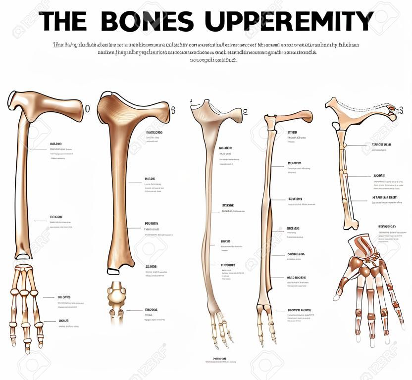 Les os de l'extrémité supérieure de l'os clavicule collier, omoplate omoplate, l'humérus, le cubitus, radius, des doigts et des illustrations médicales détaillées termes médicaux latins isolé sur un fond blanc