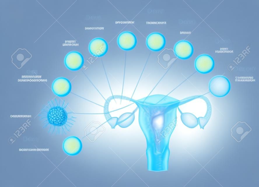 Blastosist implantasyonu kadar embriyo gelişimi İkincil oosit yumurtlama, döllenme ve gelişme