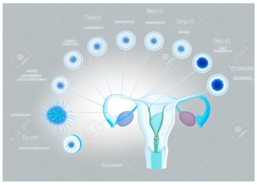 胚胎發育次級卵母細胞排卵，受精和發展到胚泡著床