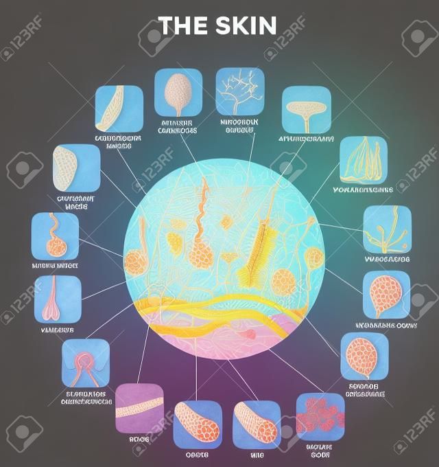l'anatomie de la peau dans la forme ronde, illustration détaillée. Belles couleurs vives.