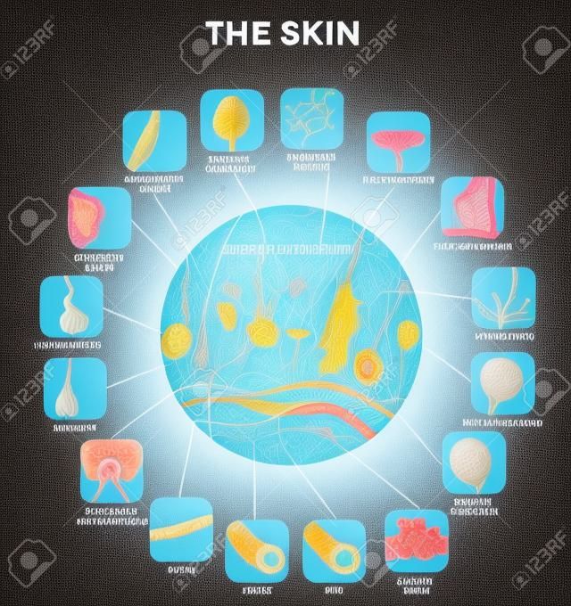l'anatomie de la peau dans la forme ronde, illustration détaillée. Belles couleurs vives.