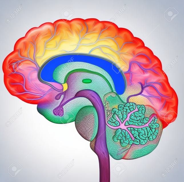 Vasos cerebrais e sanguíneos do cérebro, bela ilustração colorida anatomia detalhada. Seção transversal, isolada em um fundo branco.