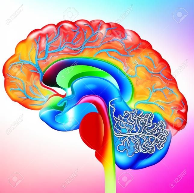 脑和脑血管美丽的彩色插图详细的解剖截面在白色背景下被隔离
