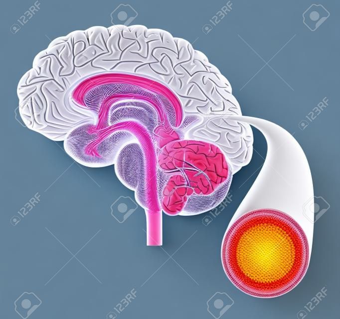 Normal brain and artery structure detailed illustration