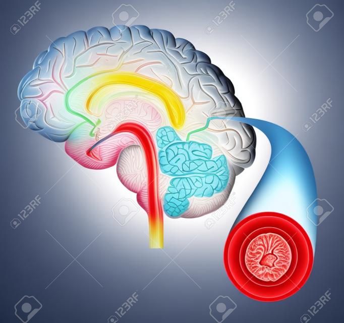 La structure du cerveau et de l'artère normale illustration détaillée