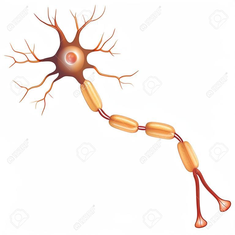 Нейрон, нервных клеток, что является основной частью нервной системы. Отдельный на белом фоне.