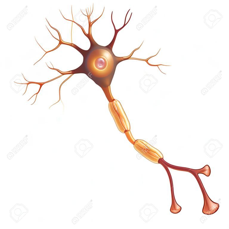 Neuron, cellule nerveuse qui est la partie principale du système nerveux. Isolé sur un fond blanc.