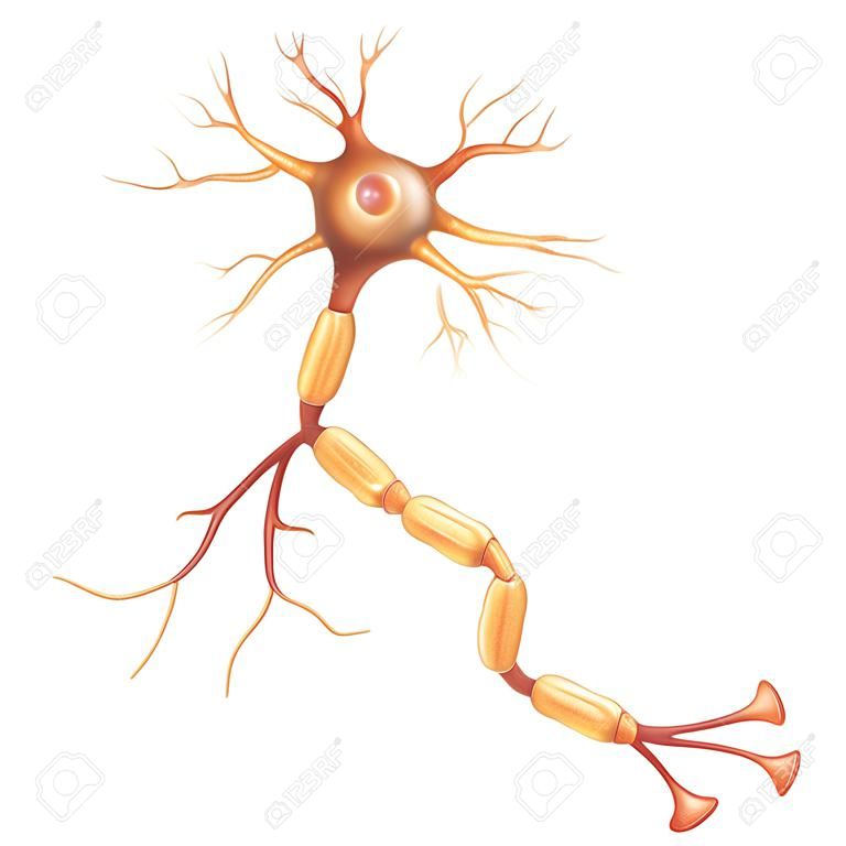 Neuron, cellule nervose che è la parte principale del sistema nervoso. Isolato su uno sfondo bianco.