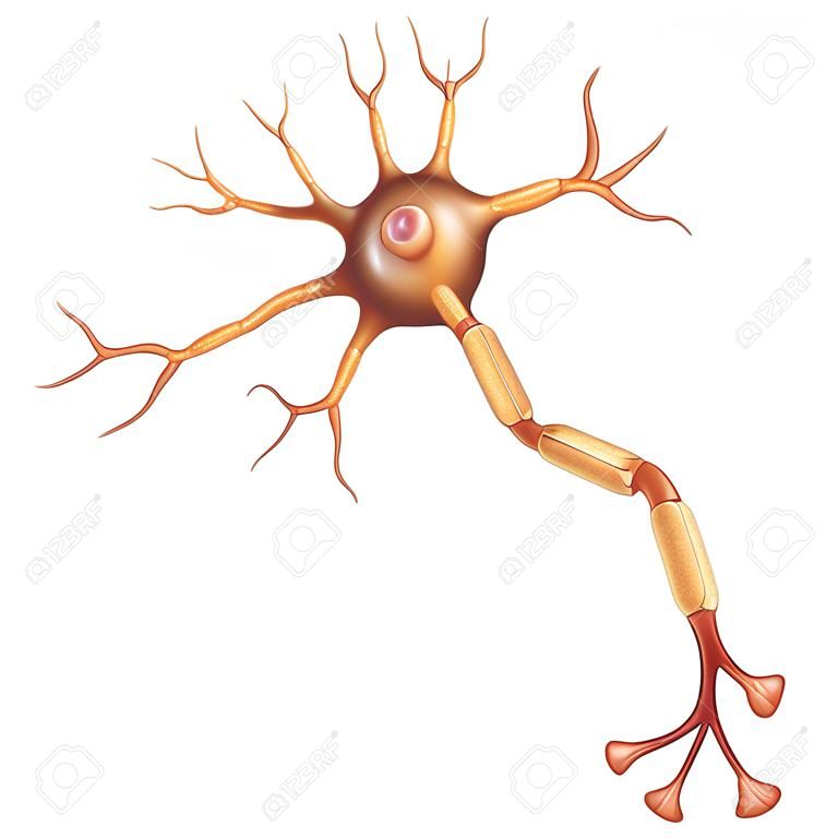 Neuron, nerve cell that is the main part of the nervous system. Isolated on a white background.