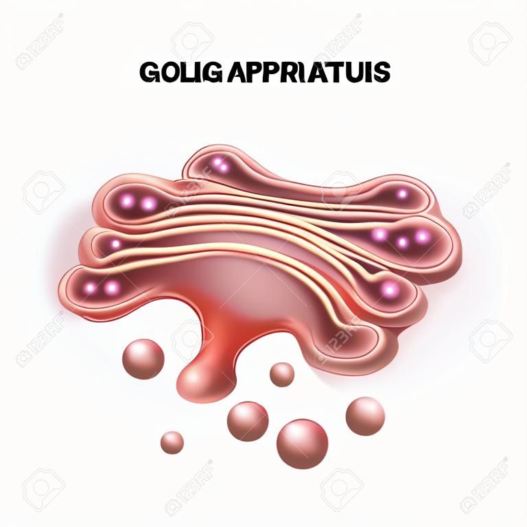 l'appareil de Golgi, une partie de la cellule eucaryote. illustration détaillée